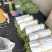 大量供应豇豆
