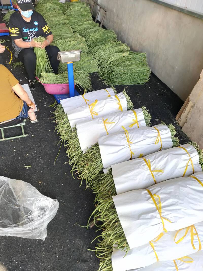 大量供应豇豆