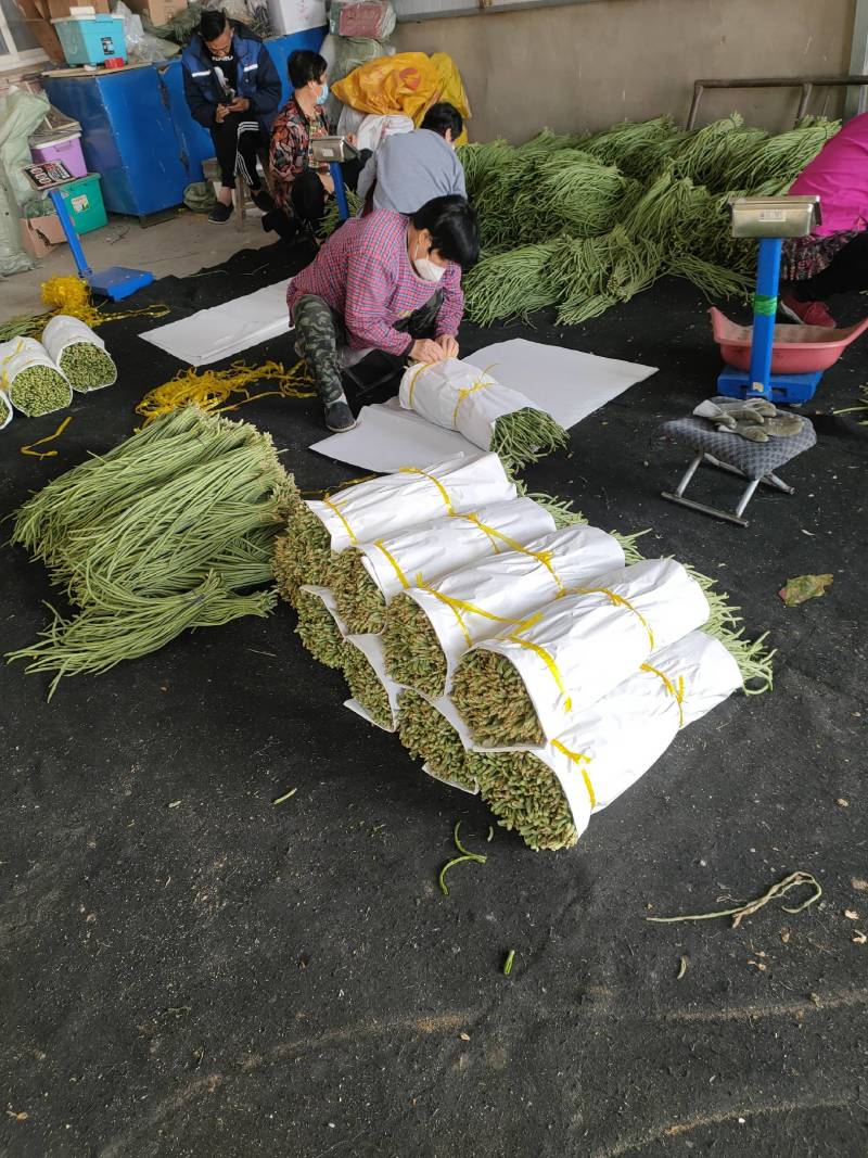 大量供应豇豆