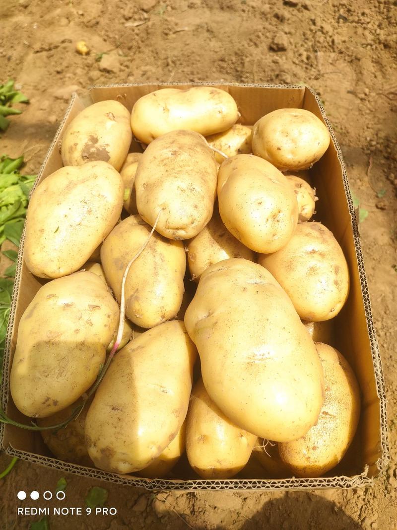 精品土豆陆续上市个头均匀一手货源