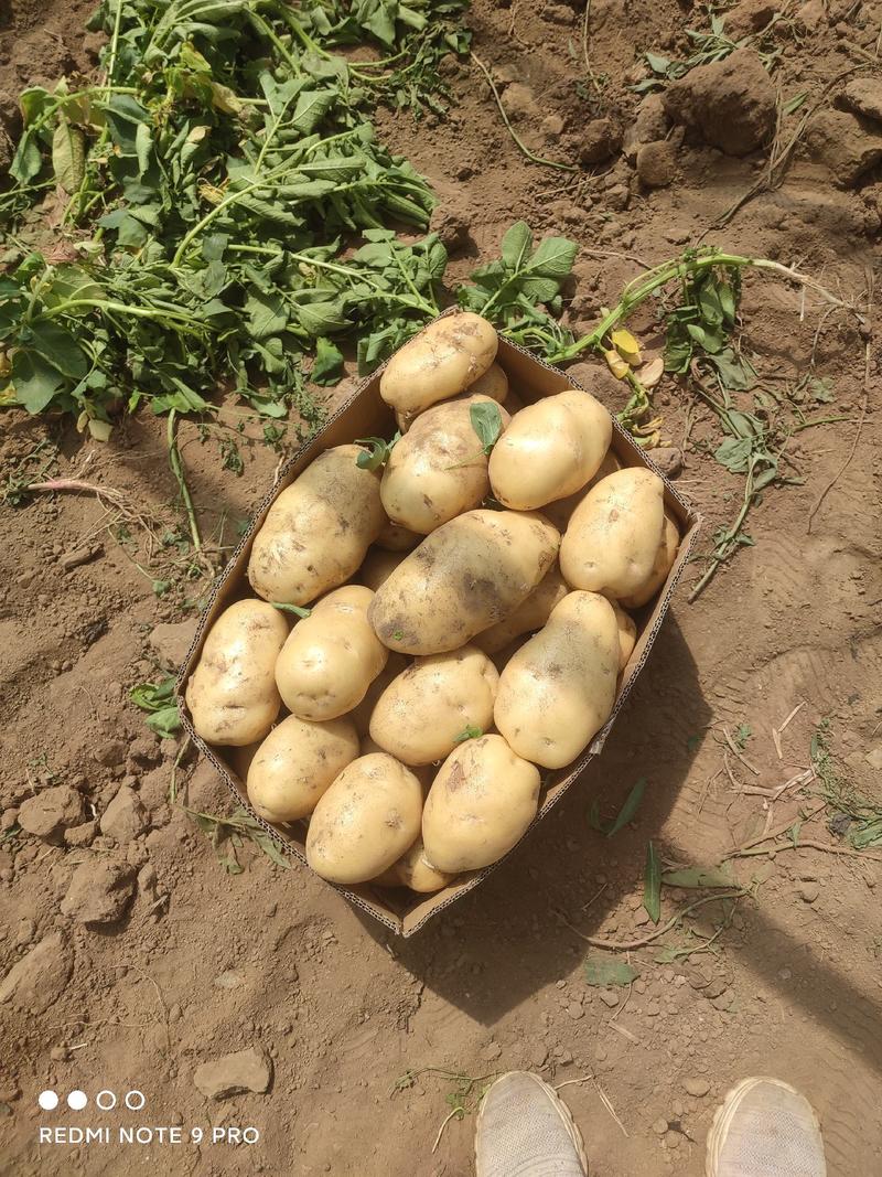 精品土豆陆续上市个头均匀一手货源
