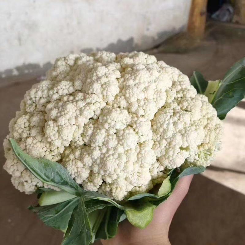 散花有机花菜大量上市，松花大量上市中，产地直供，价格便宜