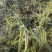 水生植物基地直销花叶芦竹,净化水质,观赏性高,品种齐全