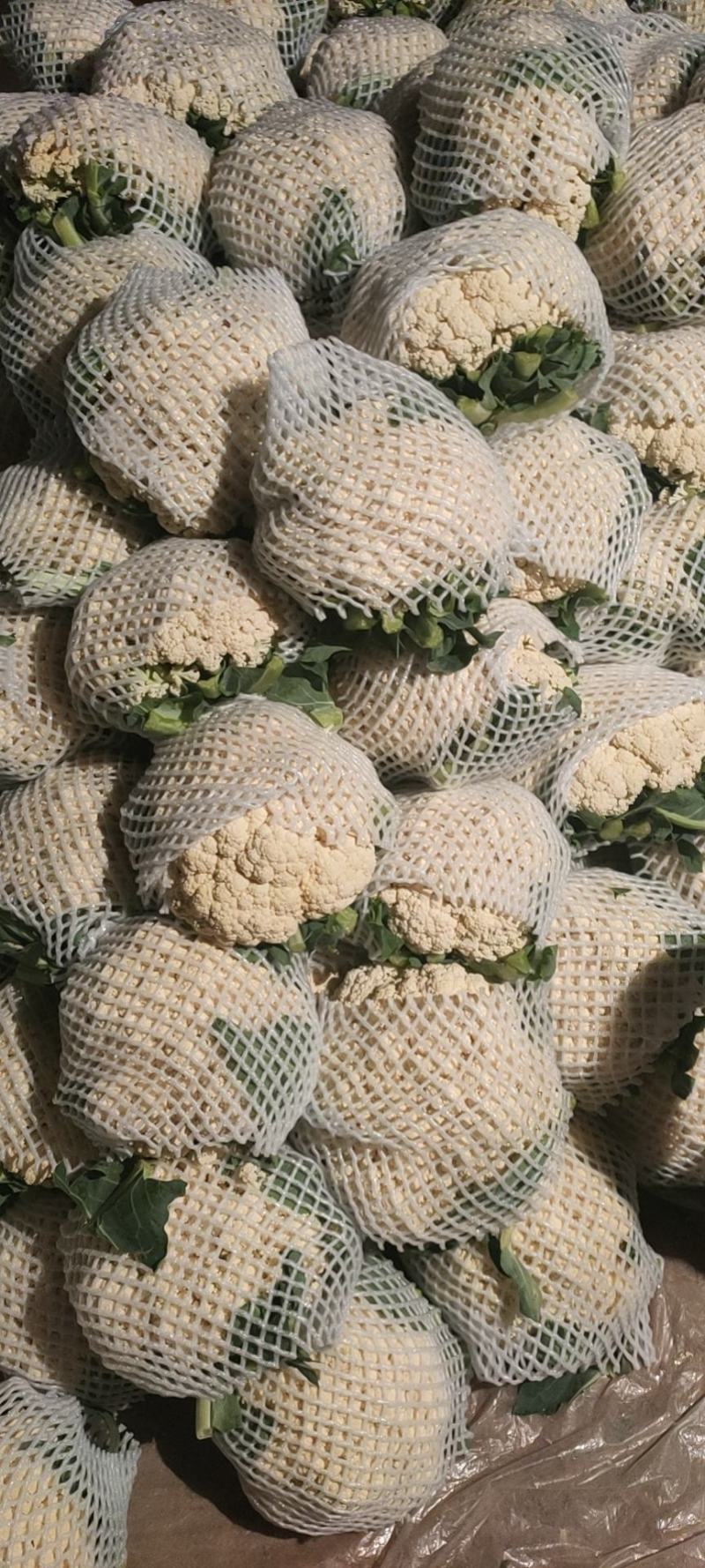 散花有机花菜大量上市，松花大量上市中，产地直供，价格便宜