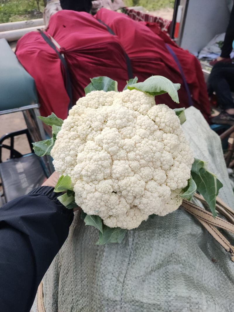 散花有机花菜大量上市，松花大量上市中，产地直供，价格便宜