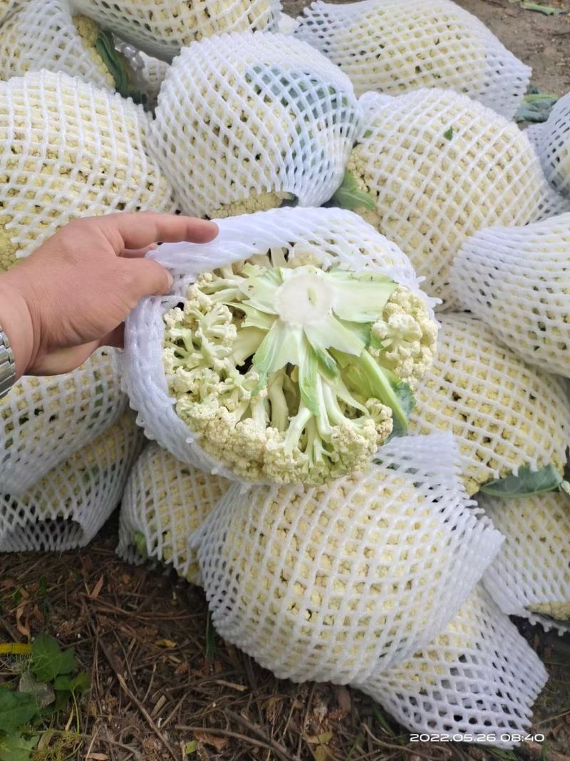 散花有机花菜大量上市，松花大量上市中，产地直供，价格便宜