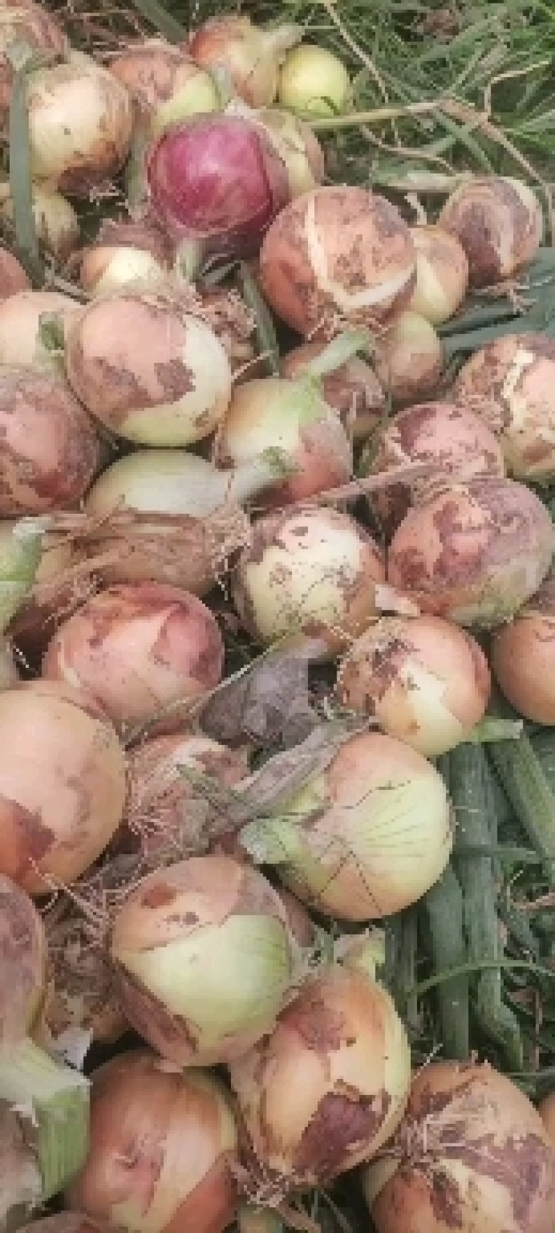 精品5-8小黄葱皮毛好硬度高球形好颜色好出成率95以上