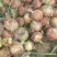 精品5-8小黄葱皮毛好硬度高球形好颜色好出成率95以上