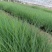 大量出售优质坡地毛冠草蜜糖草草嫩根细量大价格低