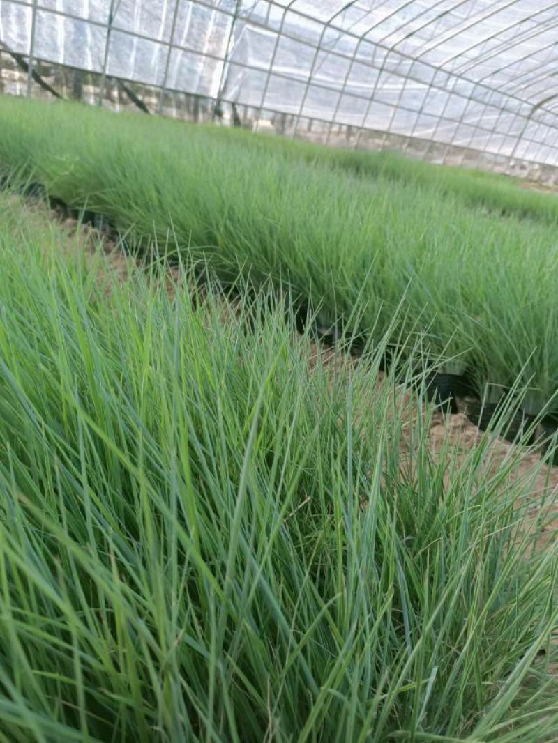 大量出售优质坡地毛冠草蜜糖草草嫩根细量大价格低