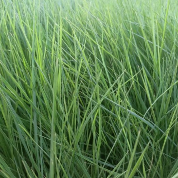 大量出售优质坡地毛冠草蜜糖草草嫩根细量大价格低
