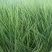 大量出售优质坡地毛冠草蜜糖草草嫩根细量大价格低