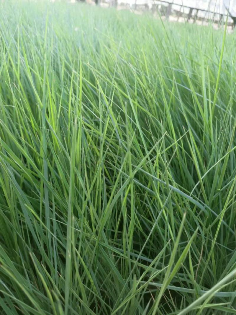大量出售优质坡地毛冠草蜜糖草草嫩根细量大价格低