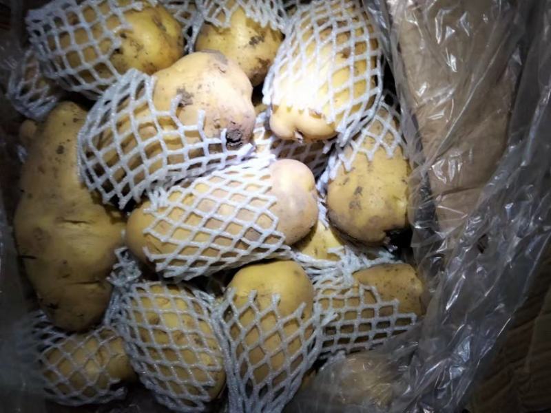 安丘土豆一月之后将要大量上市，欢迎老板提前洽谈！