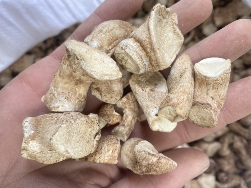 双剪香菇脚干净整齐纯双剪食品厂专用