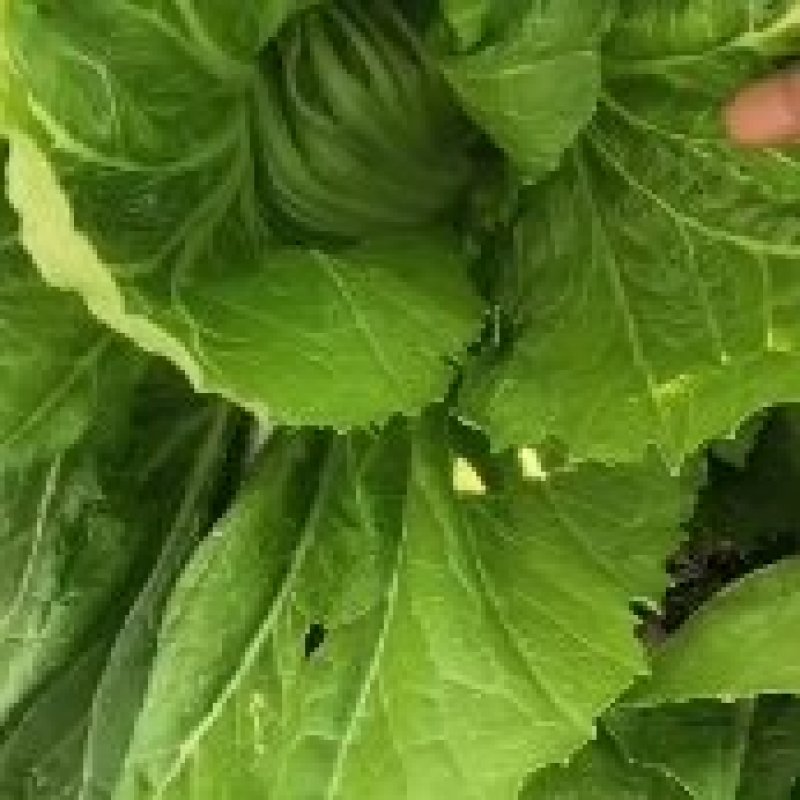 富川芥菜十天左右上市了