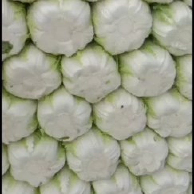 黄心白菜价格最低谷，一条龙服务