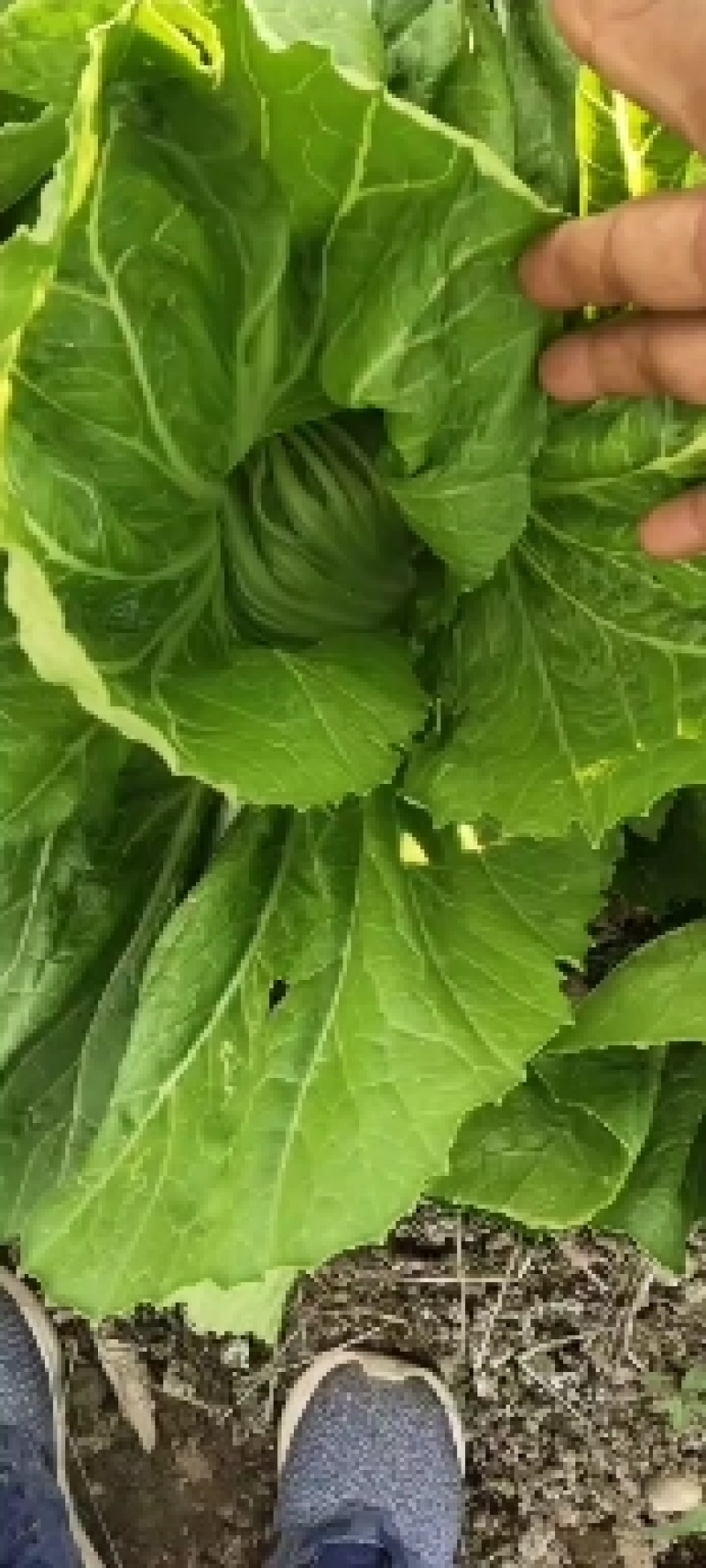富川芥菜十天左右上市了