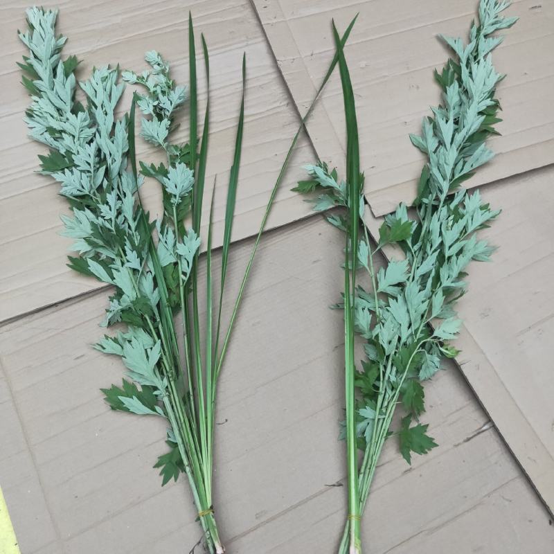 端午专用新鲜艾草菖蒲