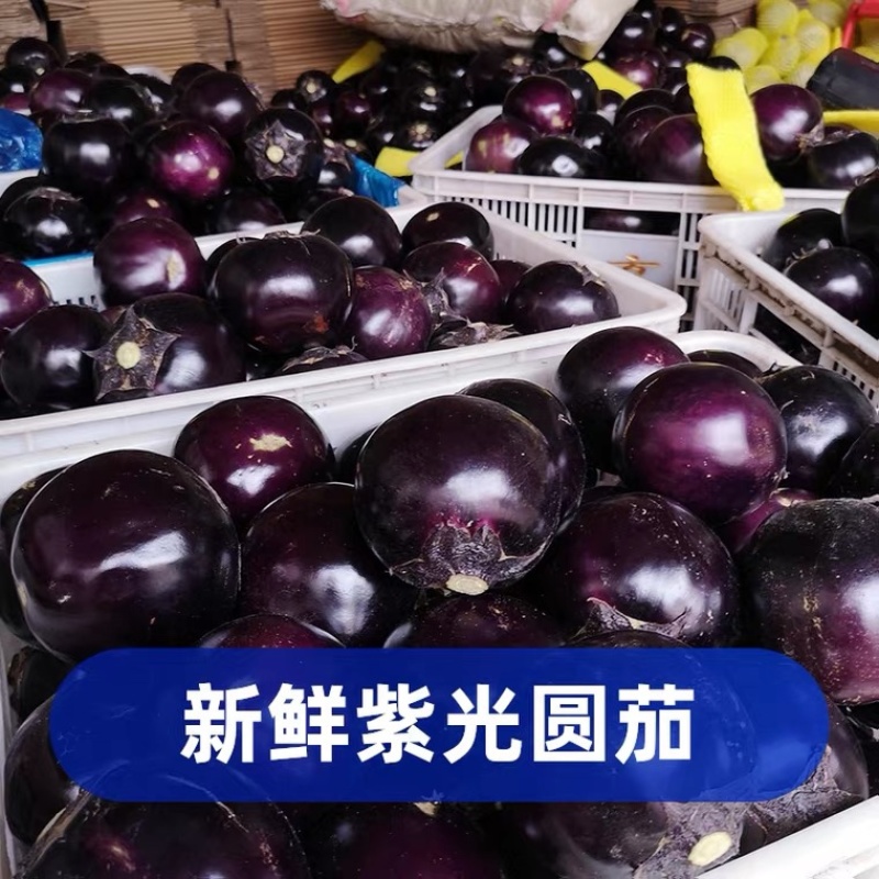 【产地直供】山东聊城紫光圆茄子产地直发货源充足