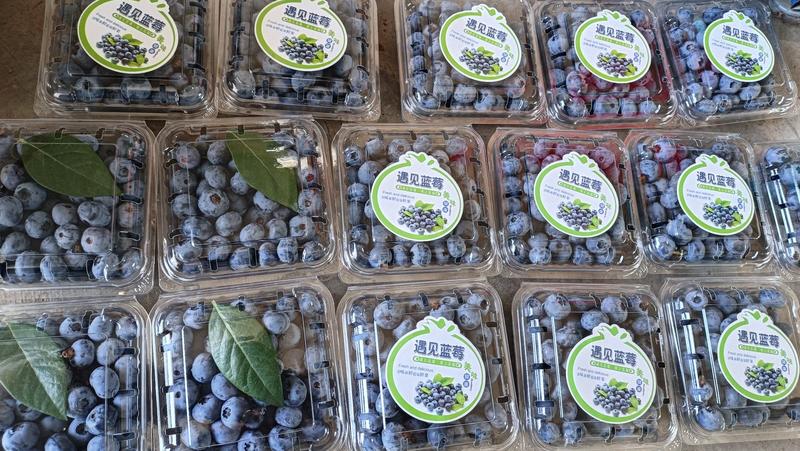 蓝莓大量上市中。对接各大电商社区团购-品质保证诚挚合作-