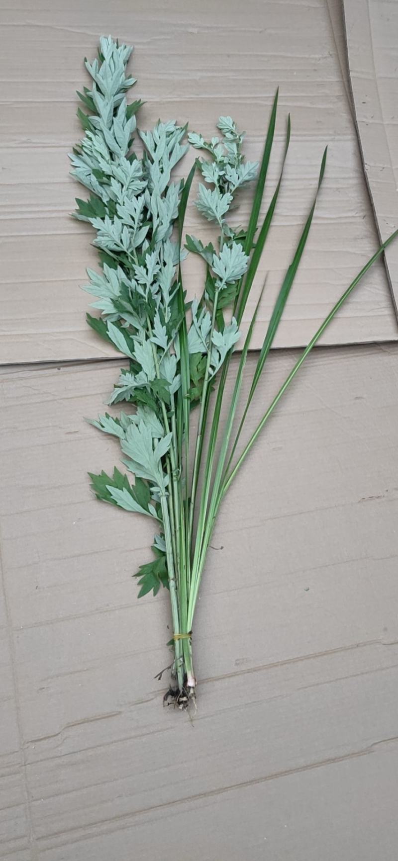端午专用新鲜艾草菖蒲