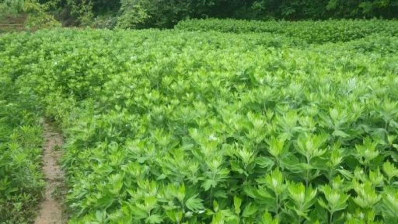 端午专用新鲜艾草菖蒲