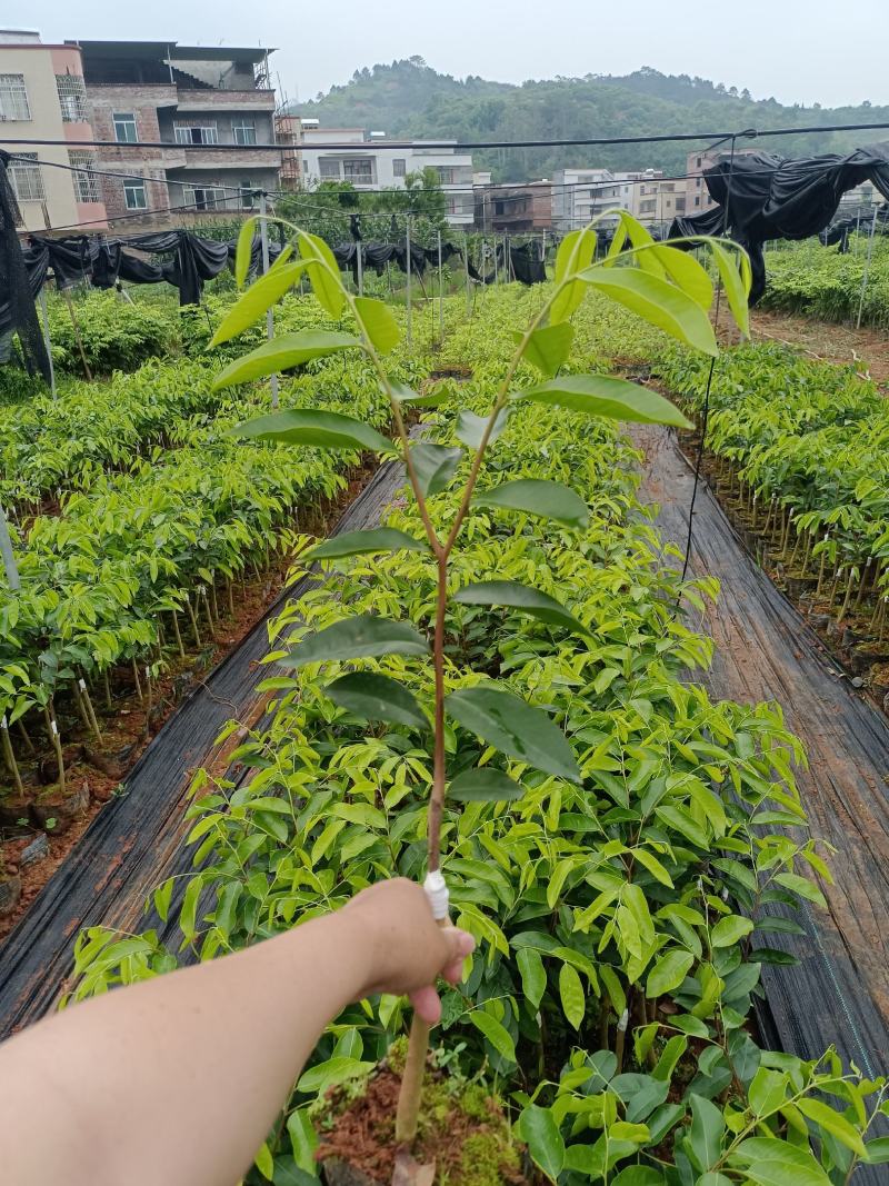 广东茂名沉香苗奇楠沉香嫁接苗正宗（糖结）全国包邮