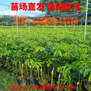 正宗绿奇楠沉香嫁接苗（油叶子）全国包邮基地直发