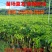 正宗绿奇楠沉香嫁接苗（油叶子）全国包邮基地直发