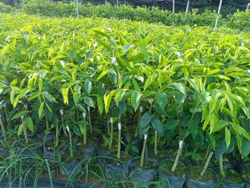 正宗绿奇楠沉香嫁接苗（油叶子）全国包邮基地直发