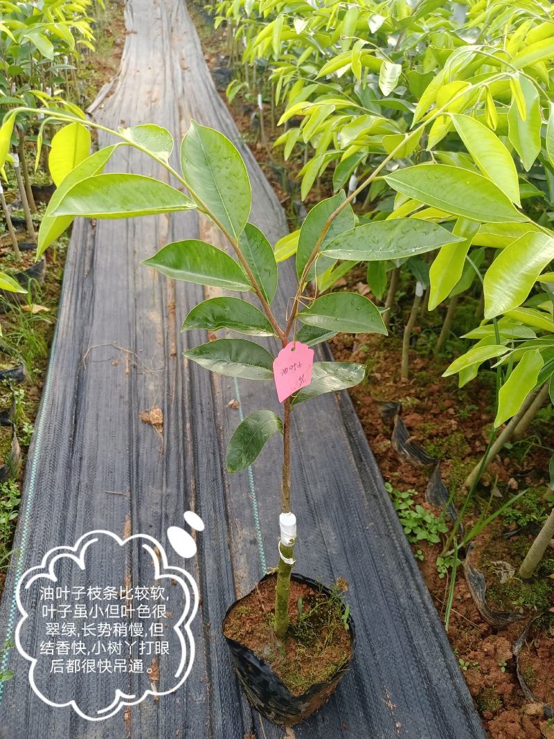 正宗绿奇楠沉香嫁接苗（油叶子）全国包邮基地直发