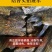 正宗绿奇楠沉香嫁接苗（油叶子）全国包邮基地直发