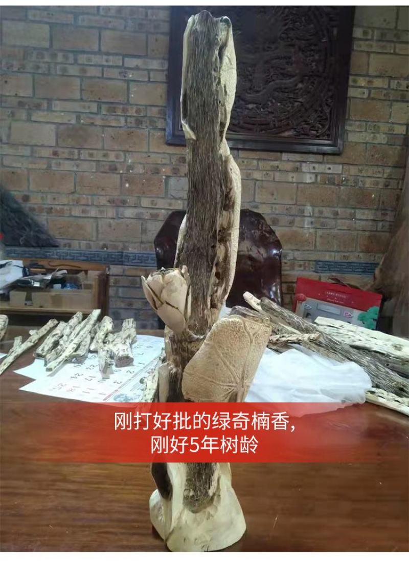 正宗绿奇楠沉香嫁接苗（油叶子）全国包邮基地直发