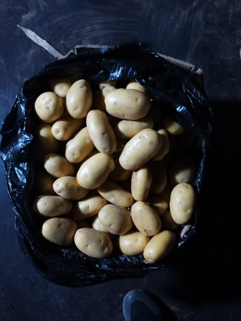 精挑细选1—3两小土豆