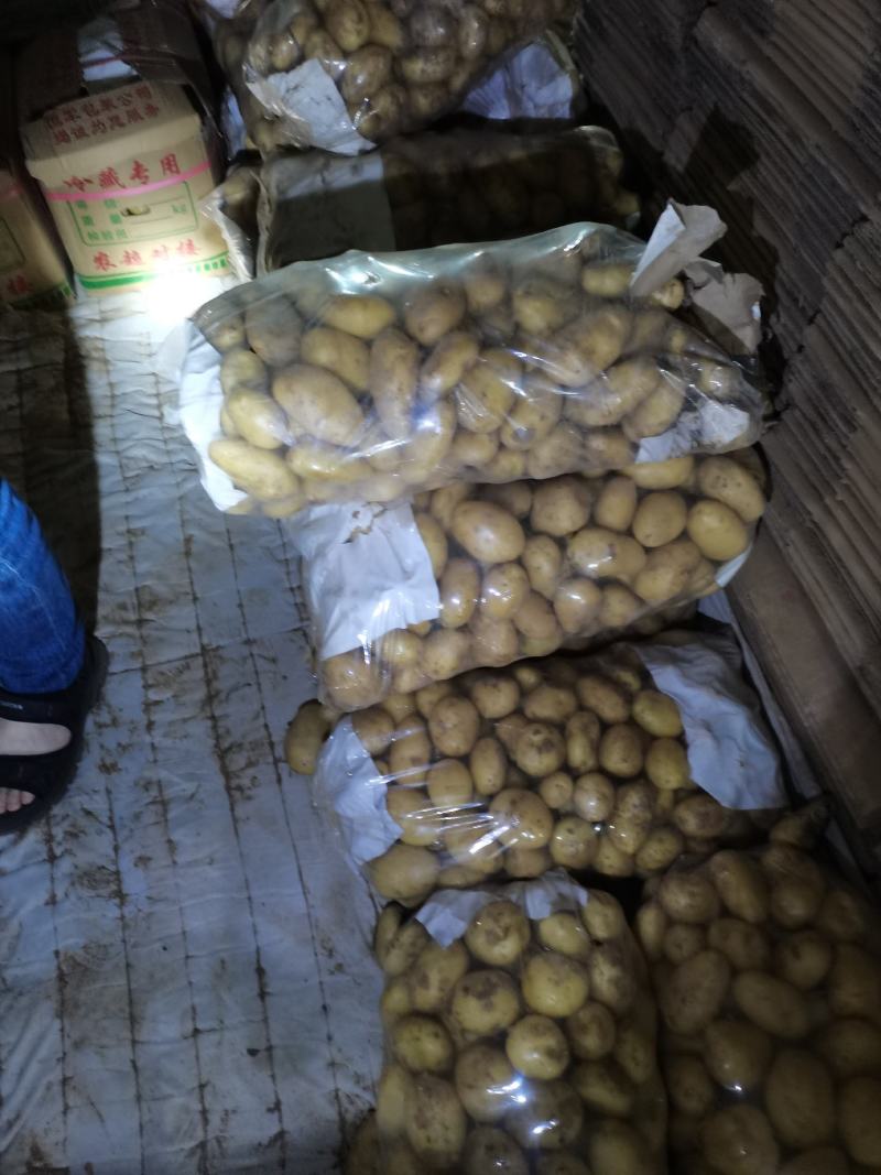 精挑细选1—3两小土豆
