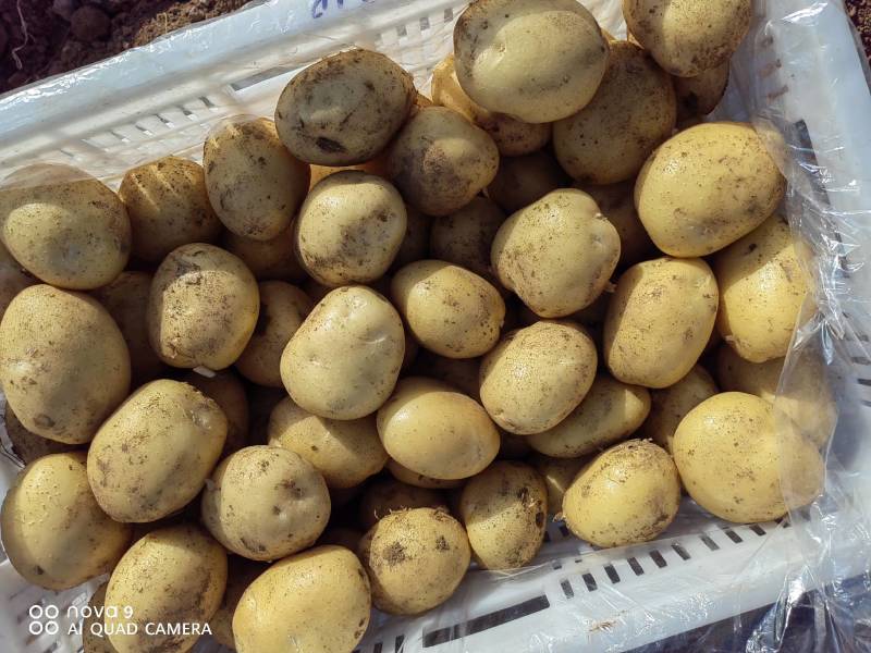 【精品】荷兰十五土豆，大量上市，产地直发，质量保证