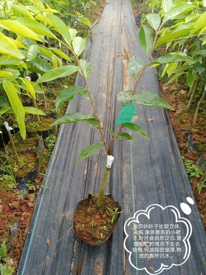 绿奇楠沉香嫁接苗（金莎叶）基地直发技术指导