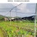 绿奇楠沉香嫁接苗（金莎叶）基地直发技术指导