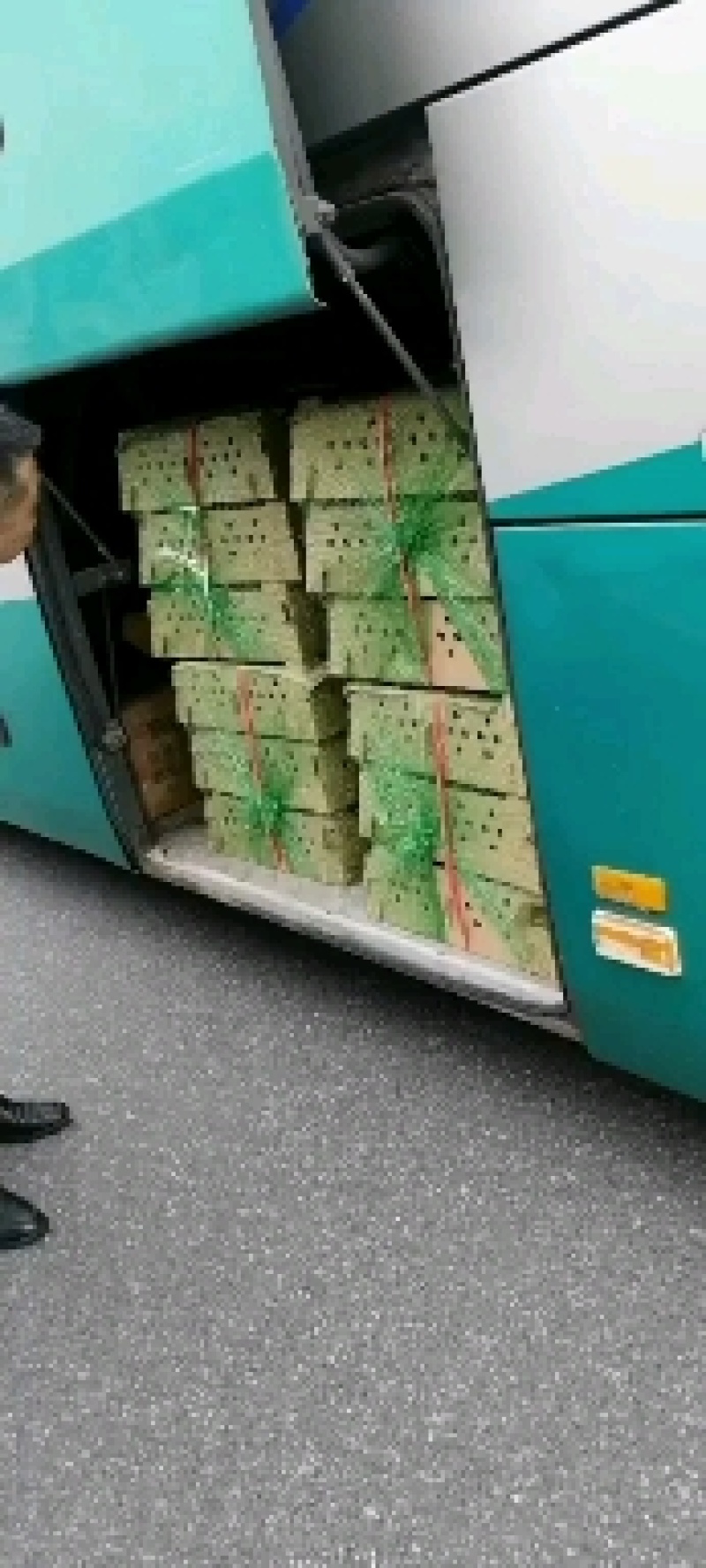 山鸡苗七彩山鸡苗品质正孵化场直供山鸡出壳全国发货包打疫苗