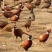 山鸡苗七彩山鸡苗品质正孵化场直供山鸡出壳全国发货包打疫苗