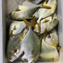 湛江本港网箱养殖金枪鱼，色泽鲜黄，美味可口。