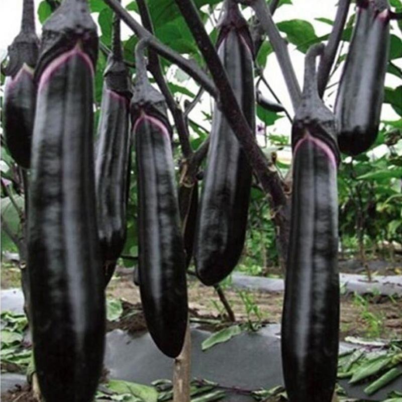 天娇黑长茄种子中早熟长势旺产量高保护地春秋栽培