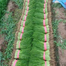 精品茴香大量有货，超市，水饺加工厂走市场质量，货源充足