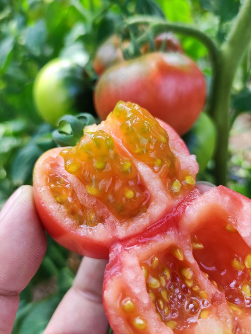 草莓西红柿种植基地一手货源全年有货量大批发