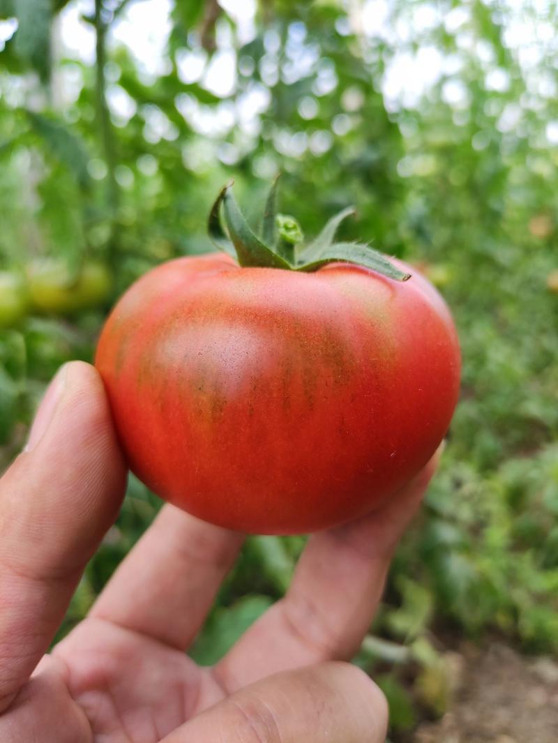 草莓西红柿种植基地一手货源全年有货量大批发