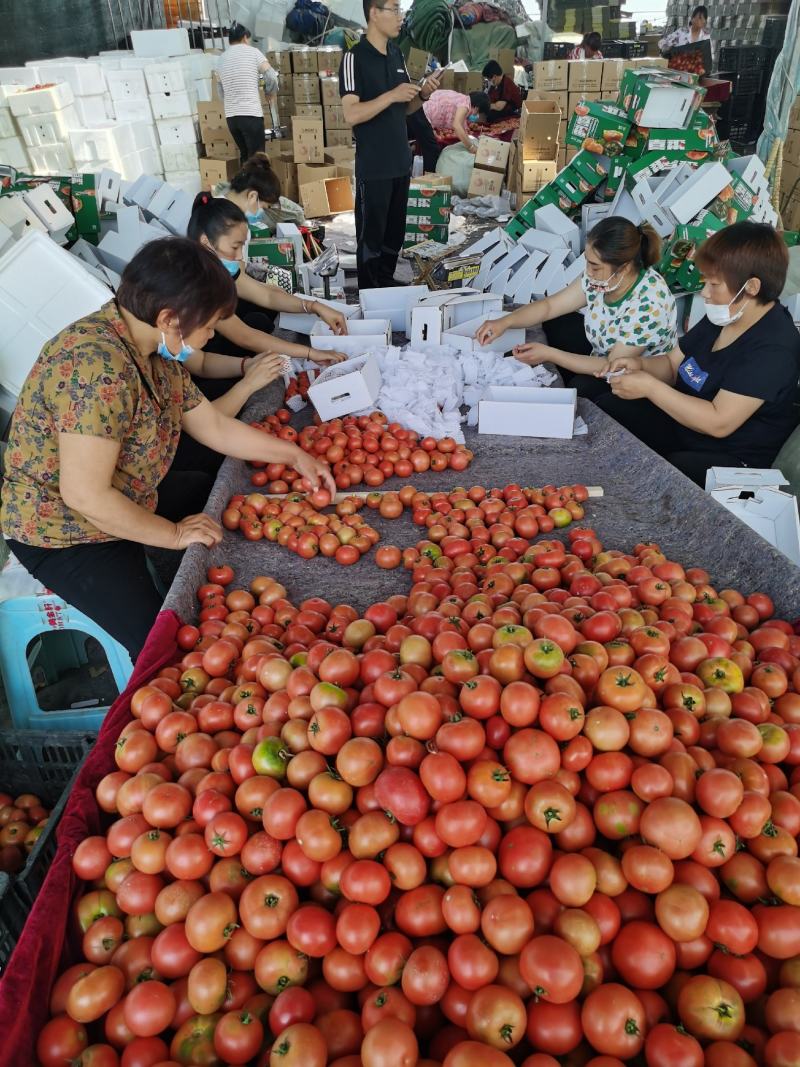 草莓西红柿种植基地一手货源全年有货量大批发