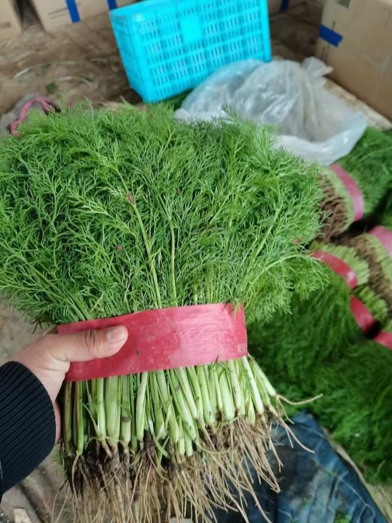 精品茴香大量有货，超市，水饺加工厂走市场质量，货源充足
