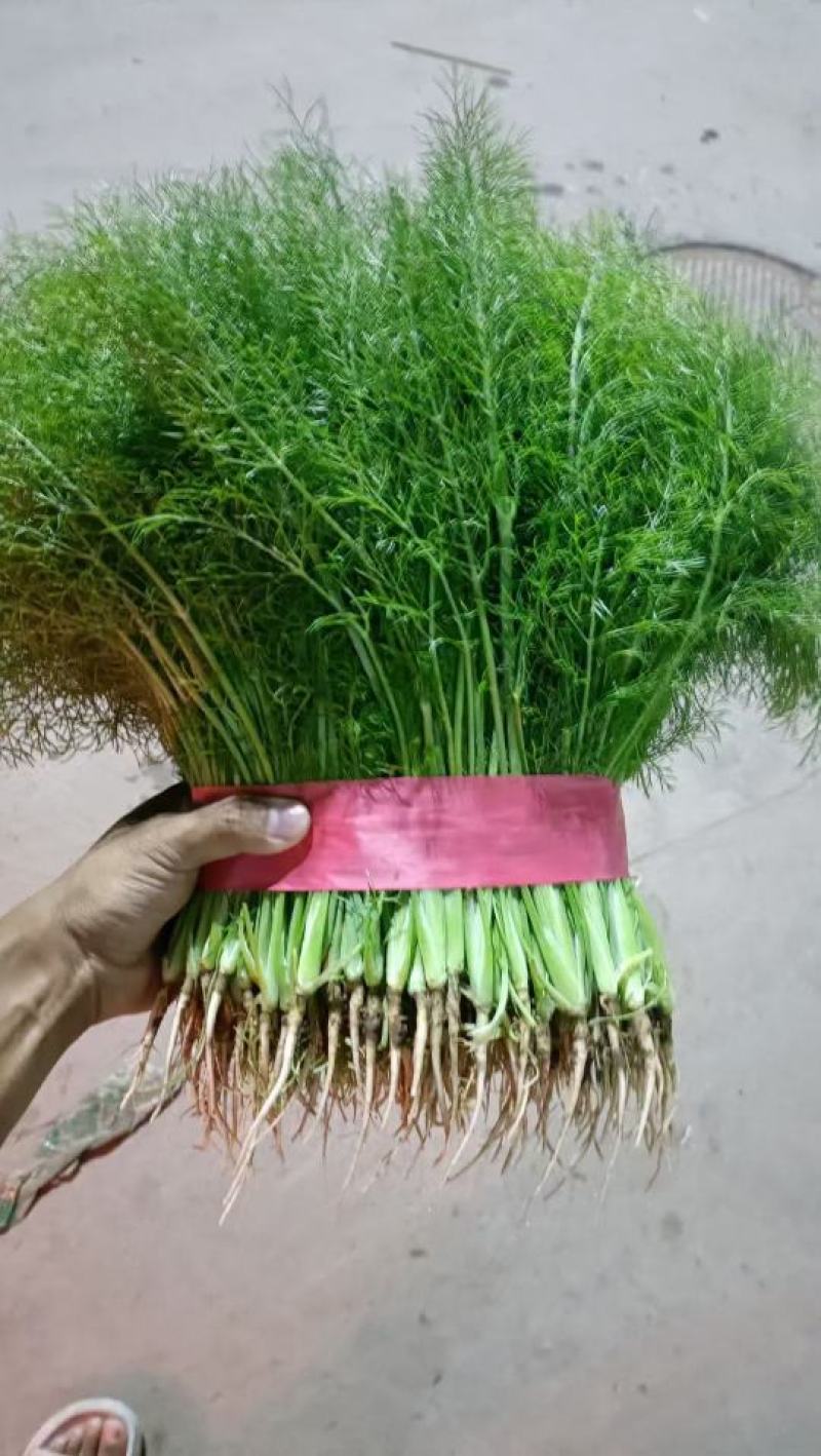 精品茴香大量有货，超市，水饺加工厂走市场质量，货源充足