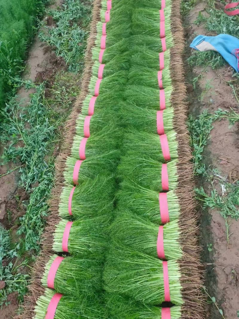 精品茴香大量有货，超市，水饺加工厂走市场质量，货源充足